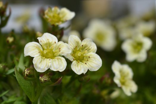 Saxifrage Snow Carpet - Latin name - Saxifraga x arendsii Schneeteppich