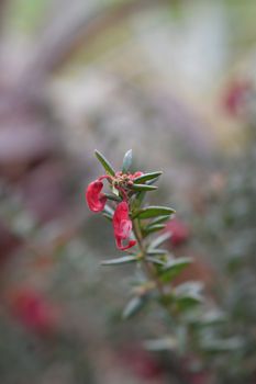 Rosemary grevillea - Latin name - Grevillea rosmarinifolia