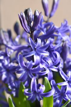 Multiflora Hyacinth Blue flower - Latin name - Hyacinthus multiflora Blue