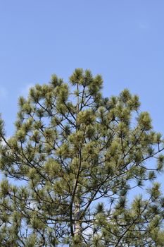 Black pine - Latin name - Pinus nigra