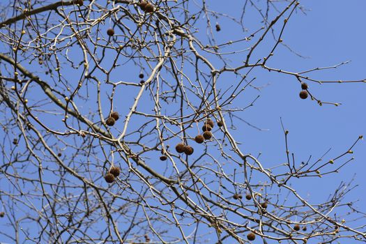 London plane branches whits seeds and leaf buds - Latin name - Platanus x hispanica (Platanus x acerifolia)