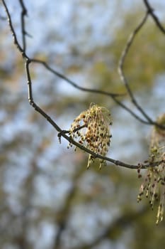 Boxelder maple - Latin name - Acer negundo