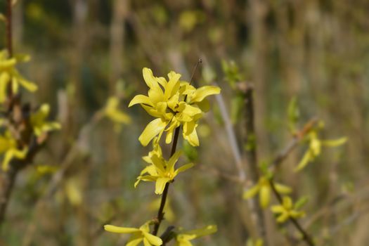 Weeping forsythia yellow flowers - Latin name - Forsythia suspensa