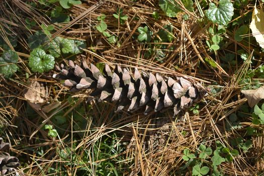 Eastern white pine cone on the ground - Latin name - Pinus strobus