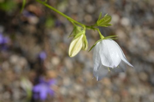 White peach-leaved bellflower - Latin name - Campanula persicifolia alba