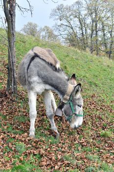 The donkey in the pasture