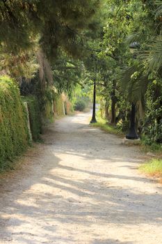 Path between palm trees in an orchard in Elche. World heritage site.