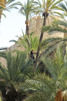 Elche, Alicante, Spain- November 18, 2020: Man climbing and doing pruning works on palm tree in a sunny day of Autumn