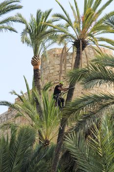 Elche, Alicante, Spain- November 18, 2020: Man climbing and doing pruning works on palm tree in a sunny day of Autumn