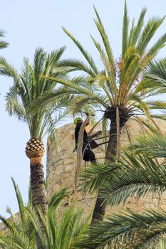 Elche, Alicante, Spain- November 18, 2020: Man climbing and doing pruning works on palm tree in a sunny day of Autumn