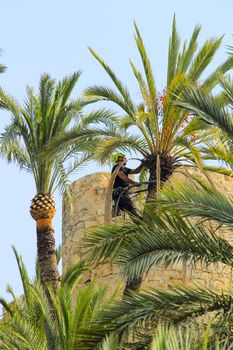 Elche, Alicante, Spain- November 18, 2020: Man climbing and doing pruning works on palm tree in a sunny day of Autumn