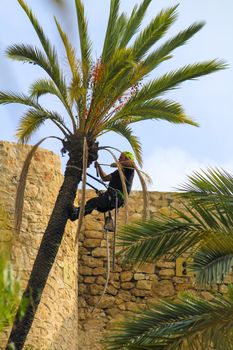 Elche, Alicante, Spain- November 18, 2020: Man climbing and doing pruning works on palm tree in a sunny day of Autumn