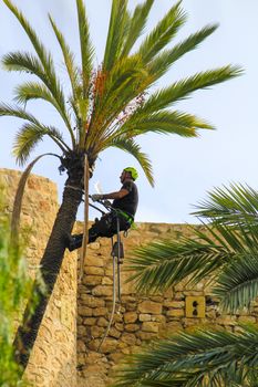 Elche, Alicante, Spain- November 18, 2020: Man climbing and doing pruning works on palm tree in a sunny day of Autumn