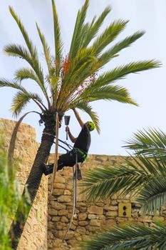 Elche, Alicante, Spain- November 18, 2020: Man climbing and doing pruning works on palm tree in a sunny day of Autumn