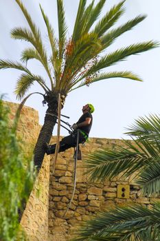 Elche, Alicante, Spain- November 18, 2020: Man climbing and doing pruning works on palm tree in a sunny day of Autumn