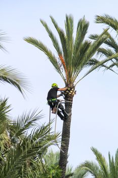Elche, Alicante, Spain- November 18, 2020: Man climbing and doing pruning works on palm tree in a sunny day of Autumn