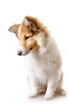 Shetland Sheepdog sitting against white background