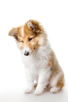 Shetland Sheepdog sitting against white background