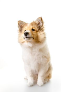 Shetland Sheepdog sitting against white background