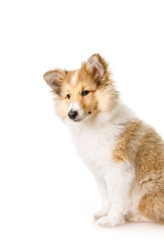 Shetland Sheepdog sitting against white background