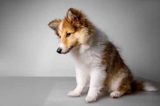 Shetland Sheepdog sitting against gray background