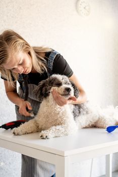 Pet care. Blond woman grooming a bichon frise dog at home. Selective focus