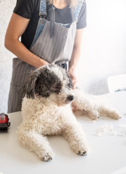 Pet care. Blond woman grooming a bichon frise dog at home. Selective focus