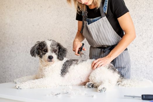 Pet care. Blond woman grooming a bichon frise dog at home. Selective focus