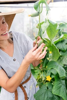 Gardening and harvesting. Beautiful young woman harvesting fresh cucumbers in the greenhouse. Selective focus