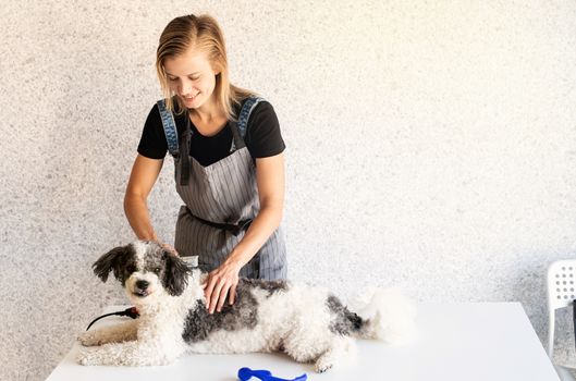 Pet care. Blond woman grooming a bichon frise dog at home. Selective focus