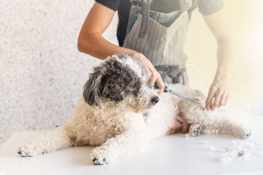 Pet care. Groomer woman in apron cutting hair of bichon frise dog at home. Selective focus