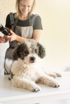 Pet care. Blond woman grooming a bichon frise dog at home. Selective focus