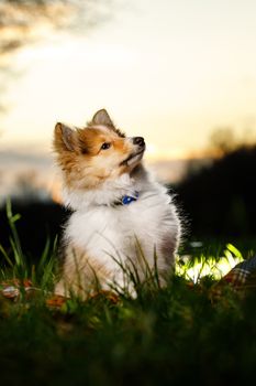 Shetland Sheepdog sitting against sunset background