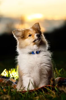 Shetland Sheepdog sitting against sunset background