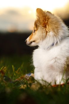 Shetland Sheepdog sitting against sunset background