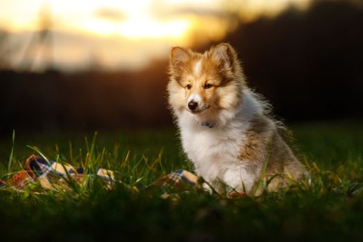 Shetland Sheepdog sitting against sunset background