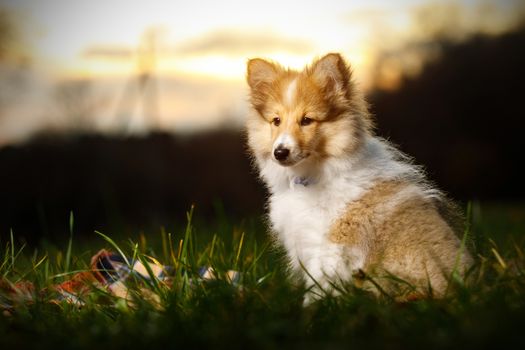 Shetland Sheepdog sitting against sunset background