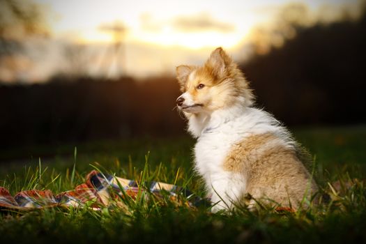 Shetland Sheepdog sitting against sunset background