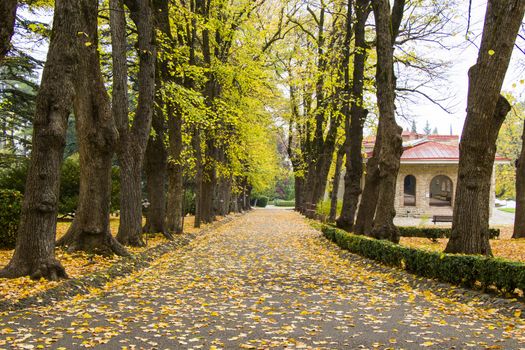 Park and garden in Tsinandali, Kakheti, Georgia. Autumn park landscape.