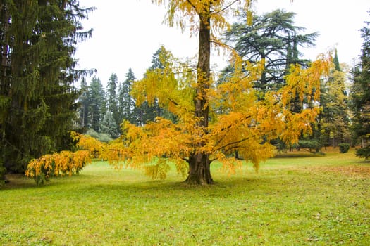 Metasequoia glyptostroboides tree, autumn and fall tree close-up in Tsinandali, Kakheti, Georgia