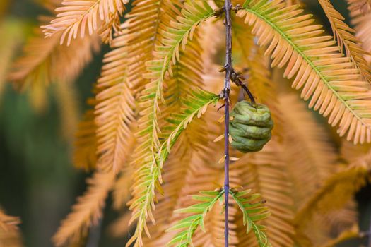 Metasequoia glyptostroboides tree, autumn and fall tree close-up in Tsinandali, Kakheti, Georgia