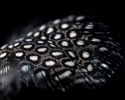 Fragment of a bird`s feather on a black background close-up