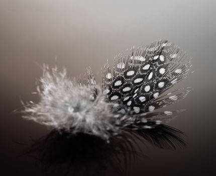 Bird`s feather of a Guinea fowl on black glass with a close-up reflection