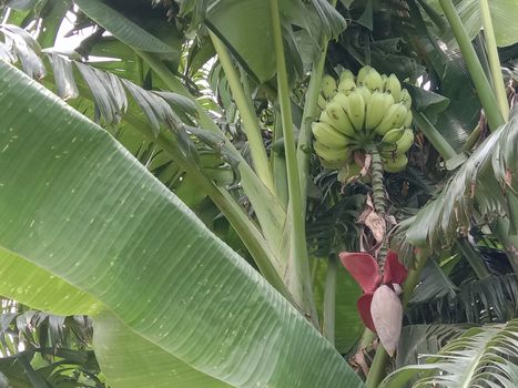 plantain flower closeup on banana tree on farm