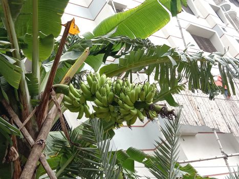 plantain flower closeup on banana tree on farm