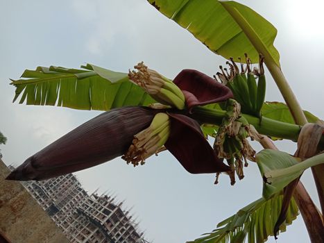 plantain flower closeup on banana tree on farm