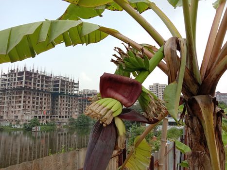 plantain flower closeup on banana tree on farm