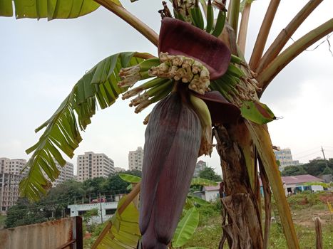 plantain flower closeup on banana tree on farm