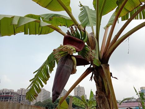 plantain flower closeup on banana tree on farm