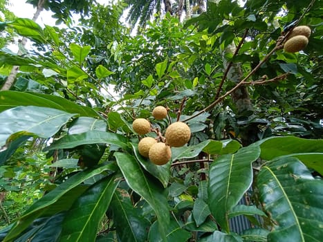 Tasty and Healthy Longan Closeup on Tree